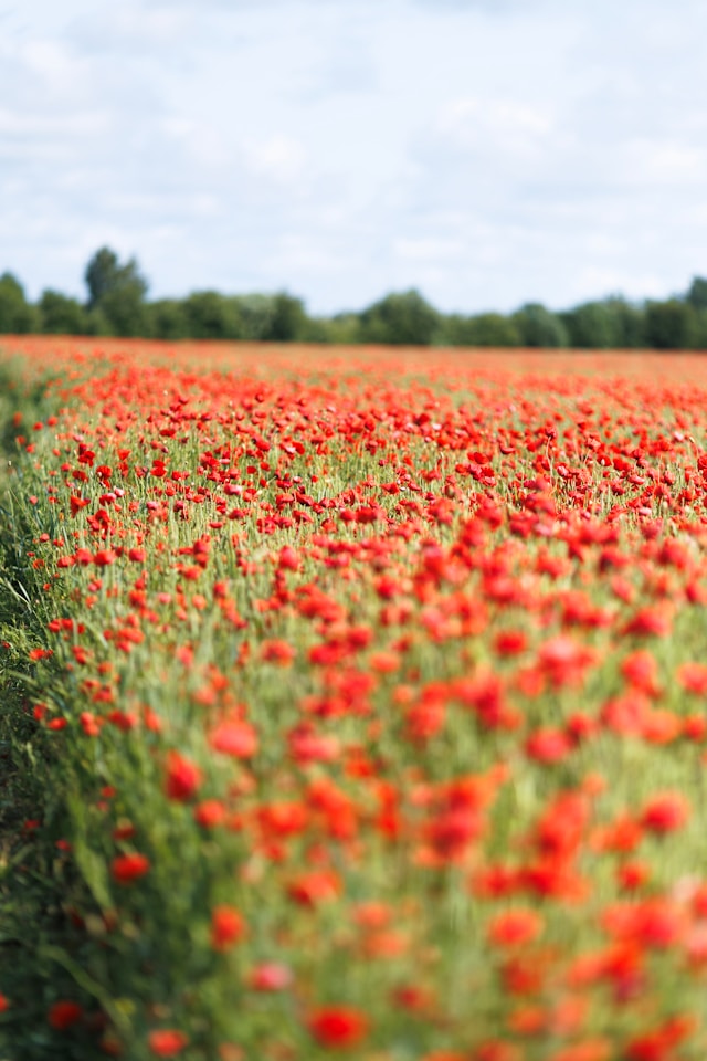 Champs de coquelicots
