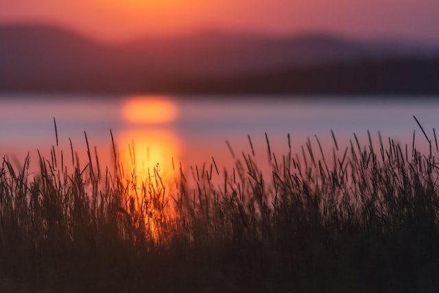 Herbe au crépuscule